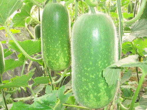 凉瓜几月份吃,夏季清凉解暑首选