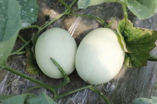 翡翠蜜瓜怎么吃,翡翠蜜瓜的多样食用指南