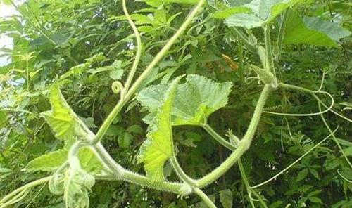 瓜叶藤怎么吃,探索绿色食材的新境界