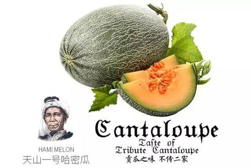 猪吃蜜瓜视频,蜜瓜盛宴的欢乐瞬间