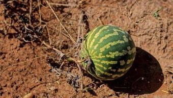 梦见自己摘茄瓜吃,揭秘摘茄瓜吃的美妙体验