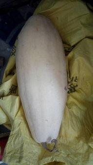 吃白瓜嘴巴流血