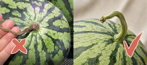 香港队员吃瓜图片